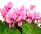 Vánoční celozávodní dovolená