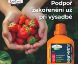 Vysaďte jahody s náskokem! 